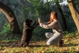 Trouver une pension pour chien le week-end à Nantes Erdre