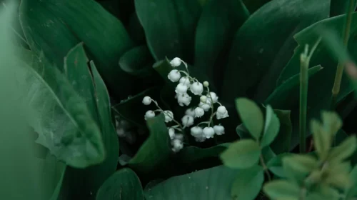Nantes et les Pays de la Loire concentrent 85% de la production de muguet