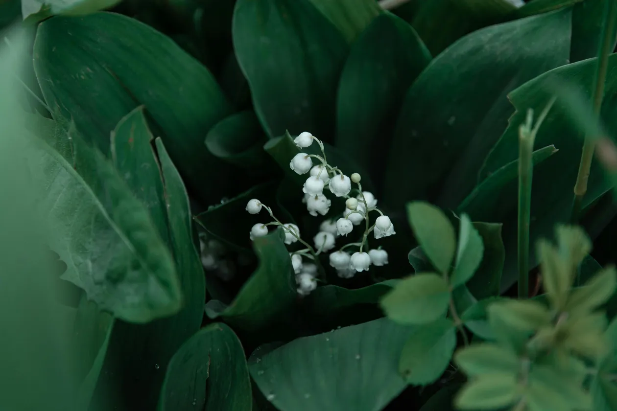 Nantes et les Pays de la Loire concentrent 85% de la production de muguet