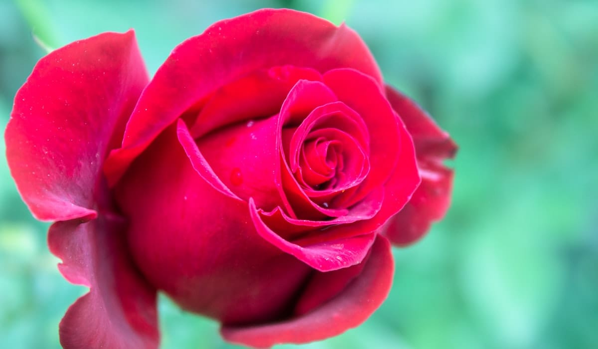 Gros plan sur une rose rouge aux pétales délicats