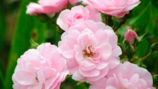 Massif de roses roses en pleine floraison dans un jardin