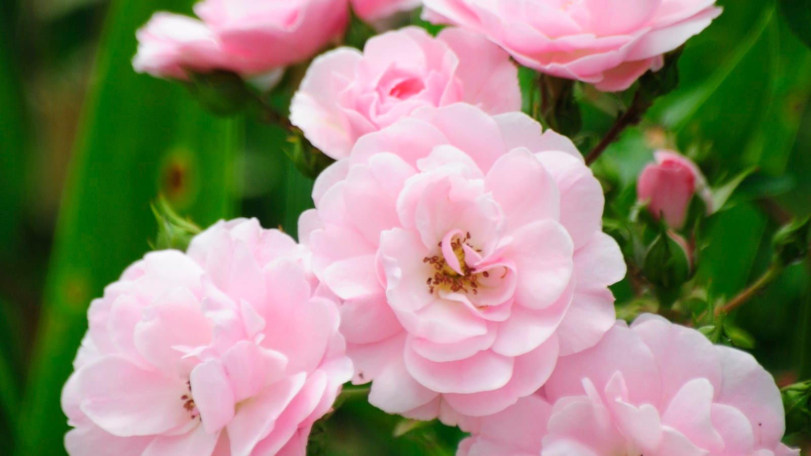 Massif de roses roses en pleine floraison dans un jardin